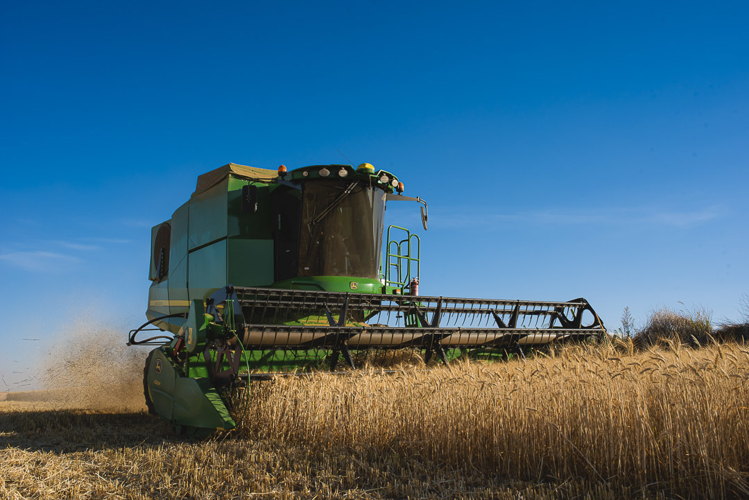 plantação de cenoura em são gotardo capital nacional da cenoura hortaliça foto agricola fotografia agrícola em são gotardo fotografia fazenda colhedeira de trigo em são gotardo colheita de cereais cerrado mineiro cereais no cerrado brasil central