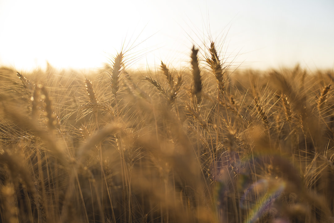 plantação de cenoura em são gotardo capital nacional da cenoura hortaliça foto agricola fotografia agrícola em são gotardo fotografia fazenda por do sol em são gotardo agricultura no cerrado cerrado mineiro