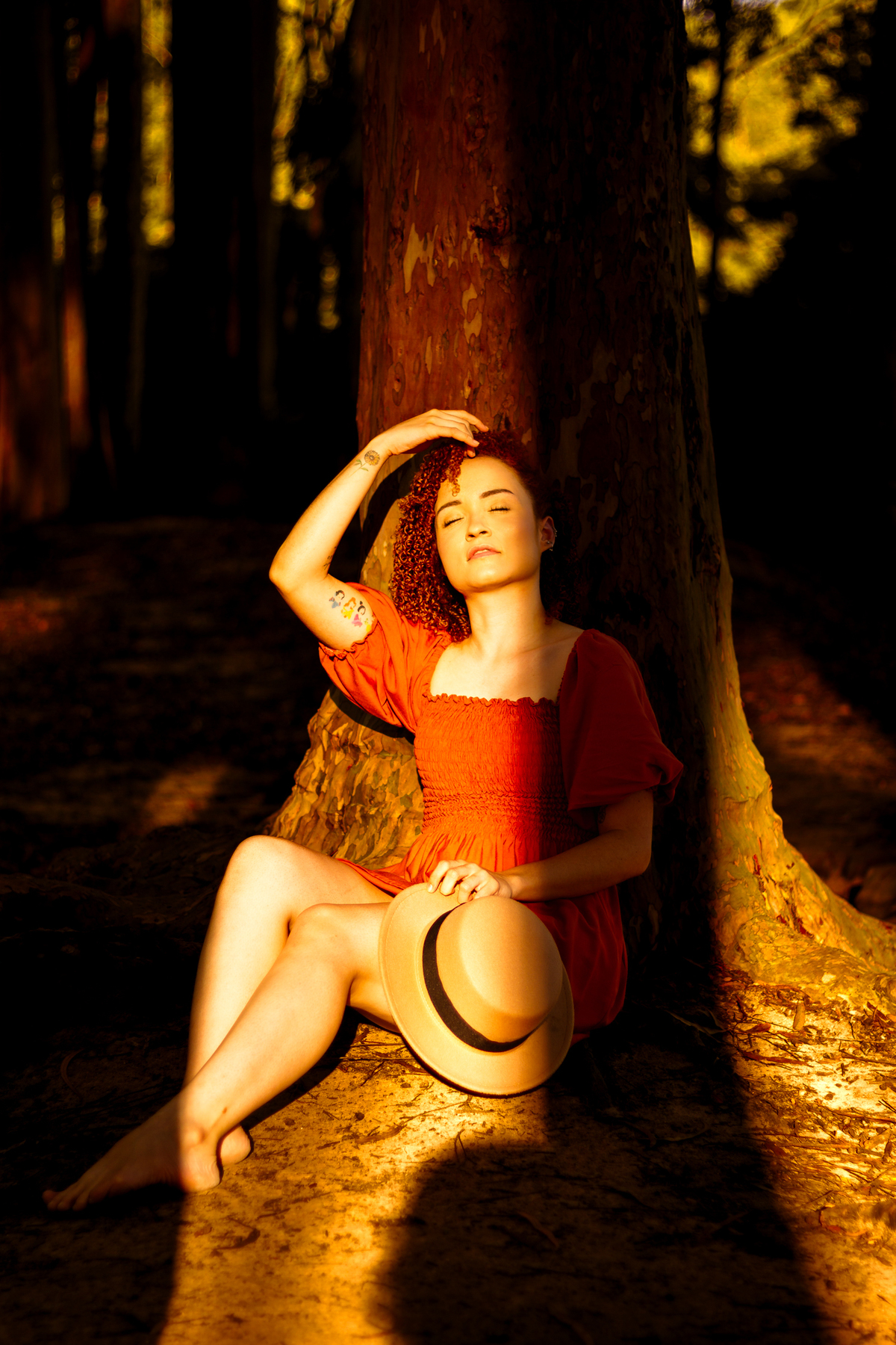 luz dourada que entra pelas brechas dos eucaliptos durante o pôr do sol