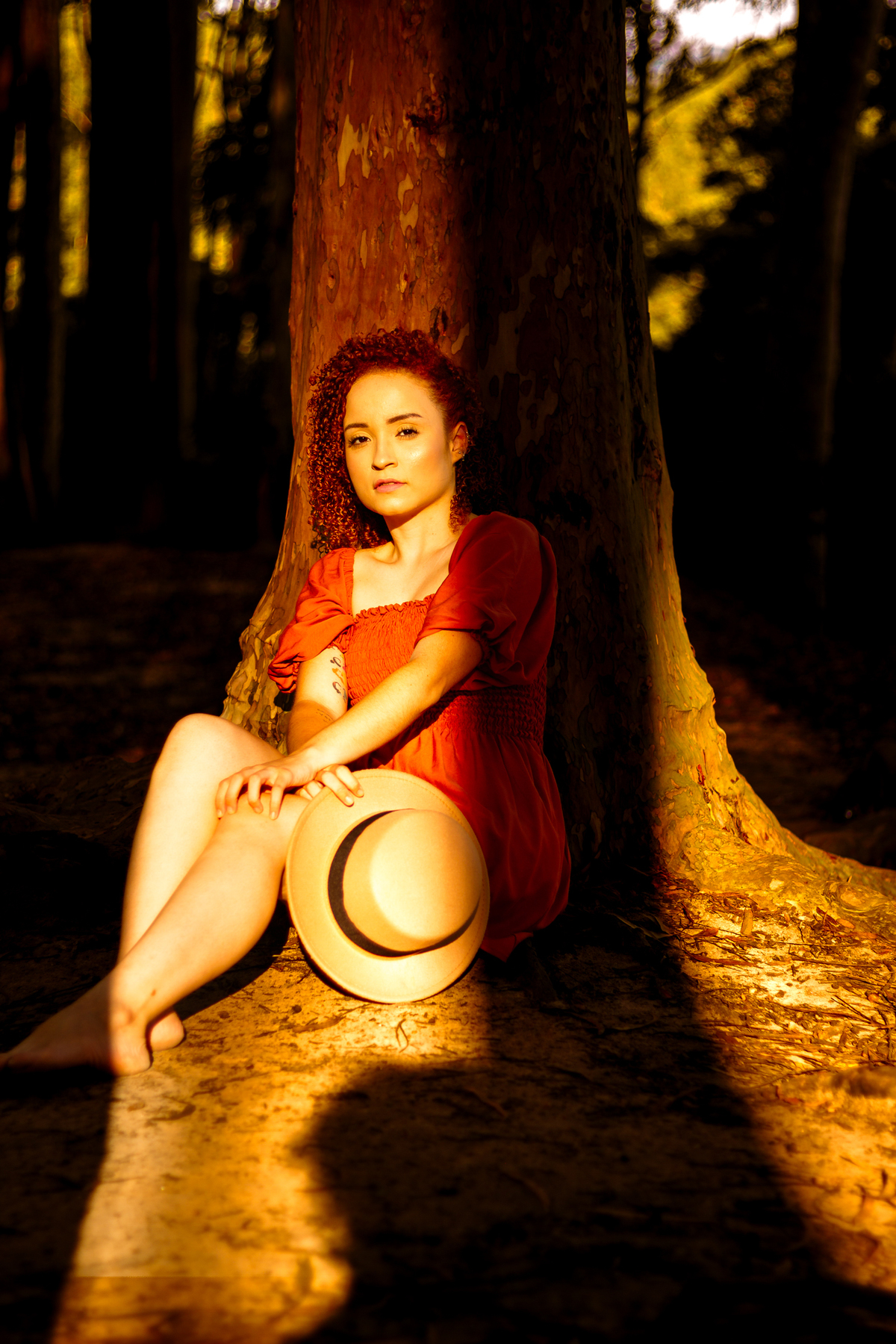 luz dourada que entra pelas brechas dos eucaliptos durante o pôr do sol