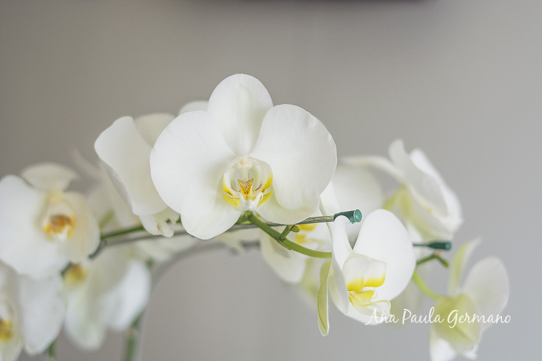 Fresh 48h - Ensaio na Maternidade Santa Joana 3