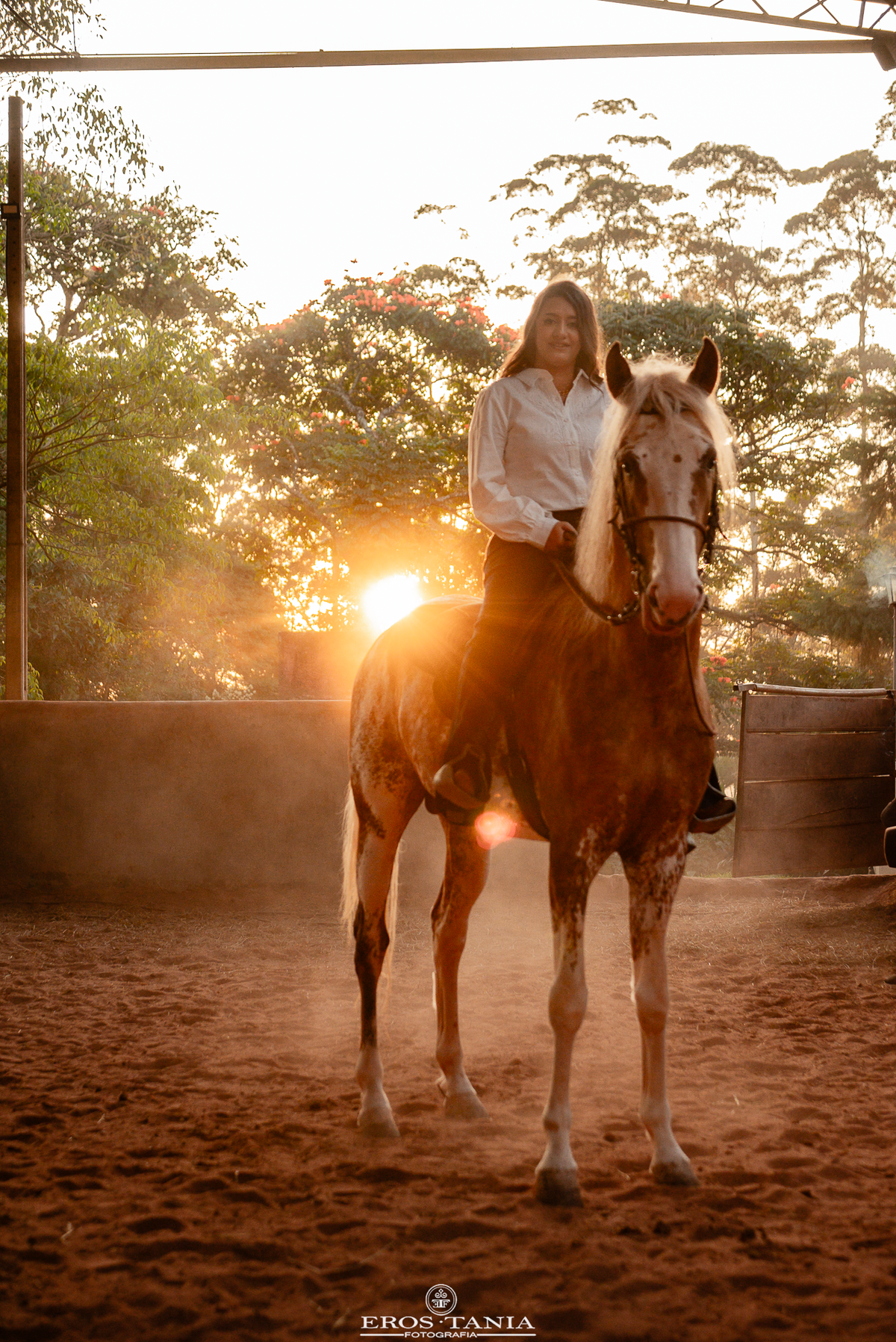 fotografia de cavalos