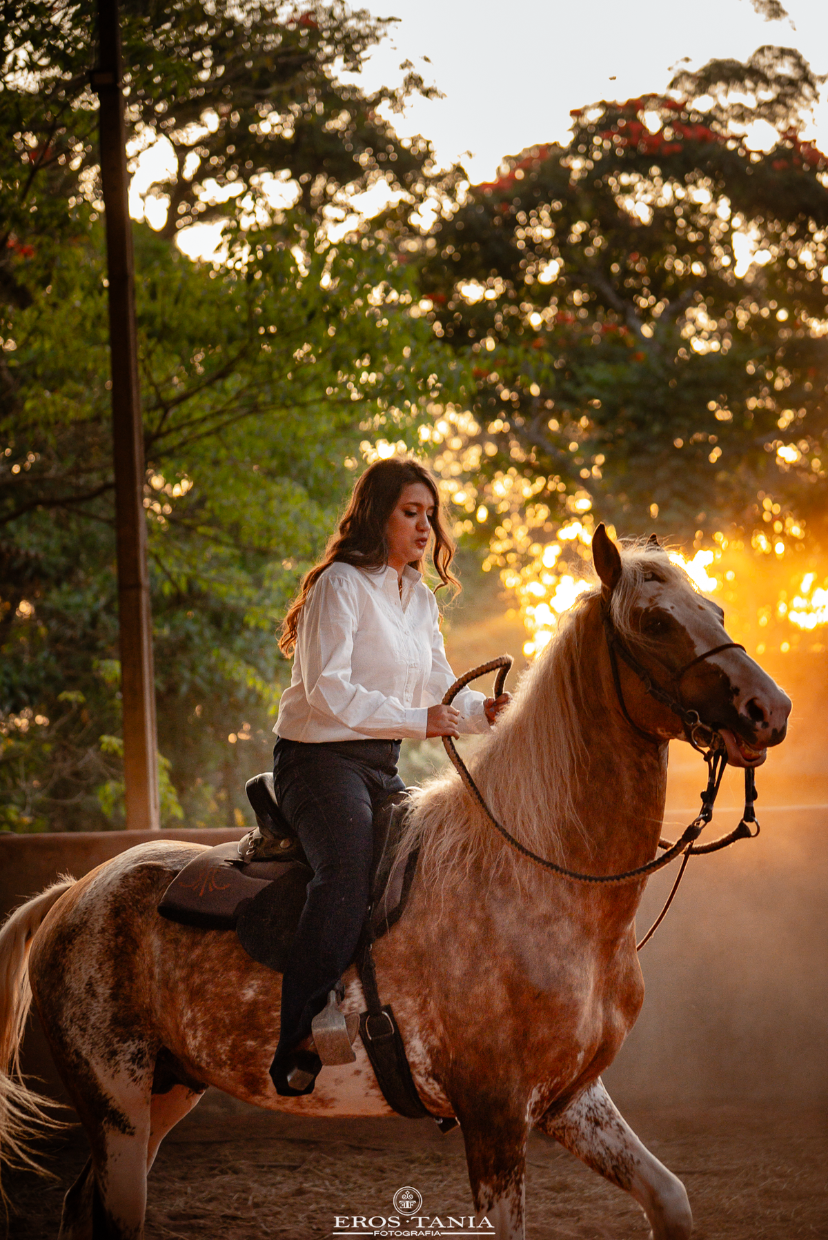 fotografia de cavalos