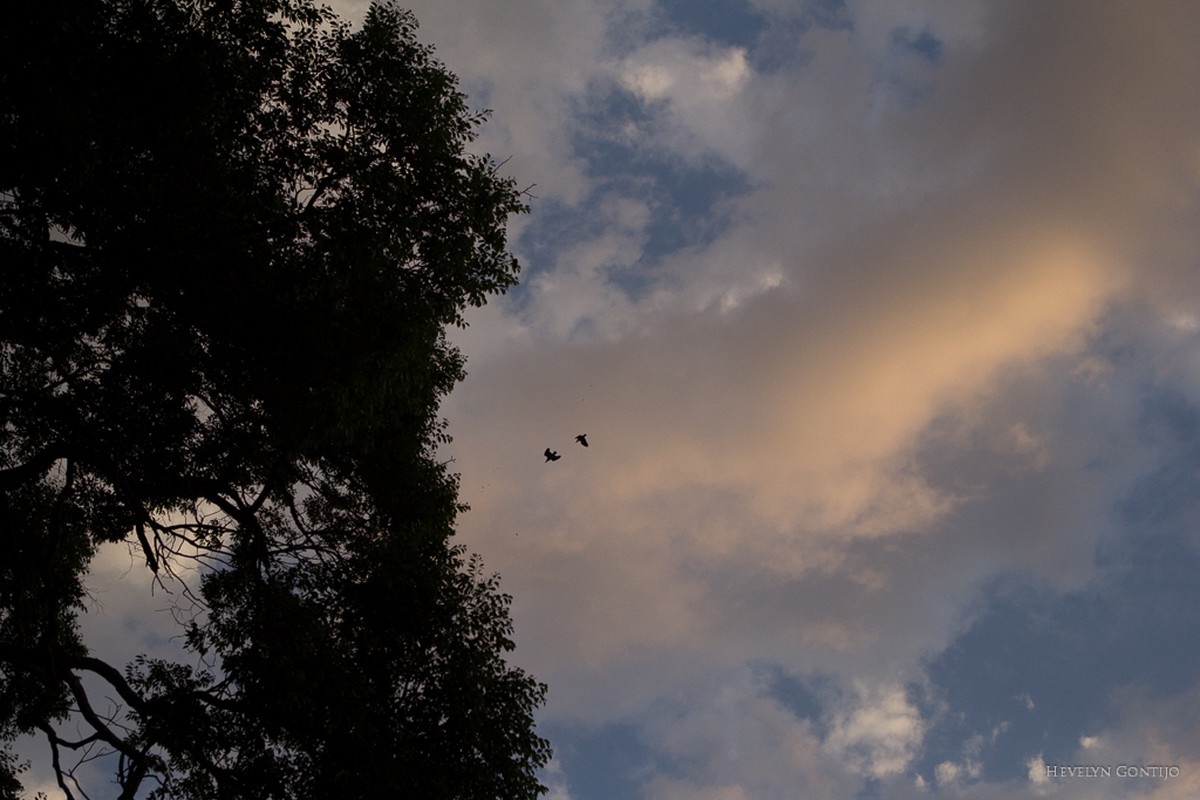 Casamento em Goiânia Lidhiane e Jefferson. E os anjos catam esse amor!
