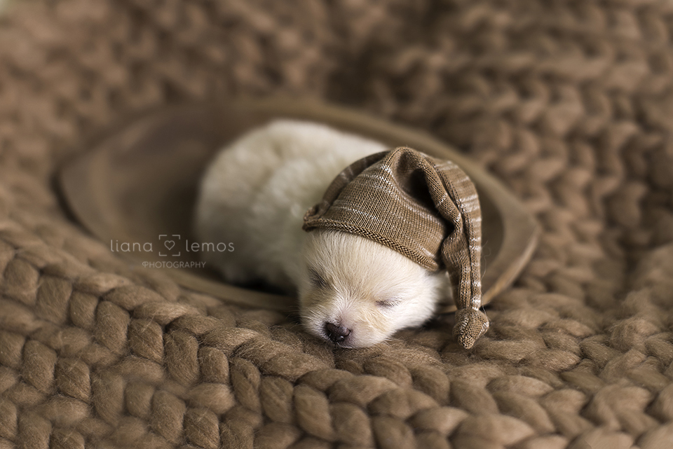 newborn-pets; ensaio-pets; fotografa-pet; fotografa-newborn; fotografa-rio-de-janeiro; lulu-da-pomerania; pomeranian; spitz-alemao