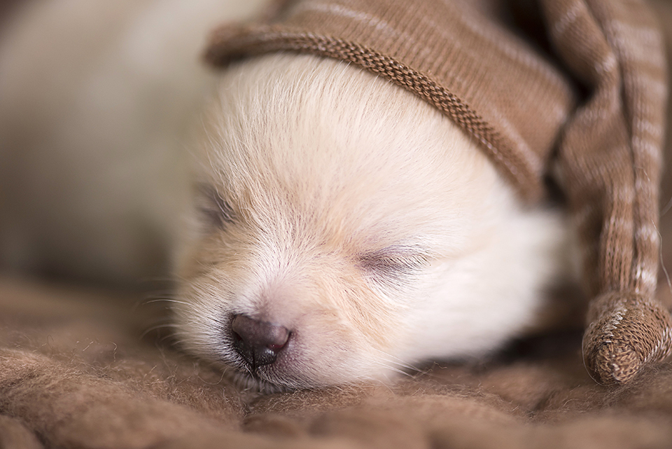 newborn-pets; ensaio-pets; fotografa-pet; fotografa-newborn; fotografa-rio-de-janeiro; lulu-da-pomerania; pomeranian; spitz-alemao