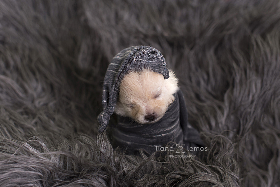 newborn-pets; ensaio-pets; fotografa-pet; fotografa-newborn; fotografa-rio-de-janeiro; lulu-da-pomerania; pomeranian; spitz-alemao