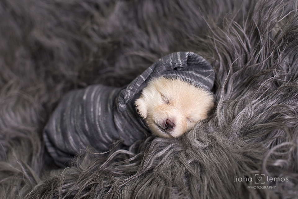 newborn-pets; ensaio-pets; fotografa-pet; fotografa-newborn; fotografa-rio-de-janeiro; lulu-da-pomerania; pomeranian; spitz-alemao