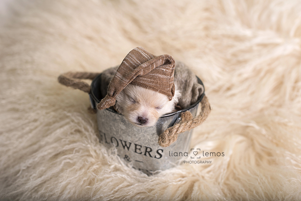 newborn-pets; ensaio-pets; fotografa-pet; fotografa-newborn; fotografa-rio-de-janeiro; lulu-da-pomerania; pomeranian; spitz-alemao