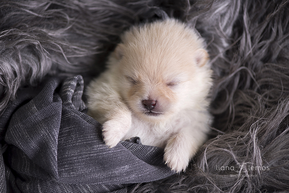 newborn-pets; ensaio-pets; fotografa-pet; fotografa-newborn; fotografa-rio-de-janeiro; lulu-da-pomerania; pomeranian; spitz-alemao