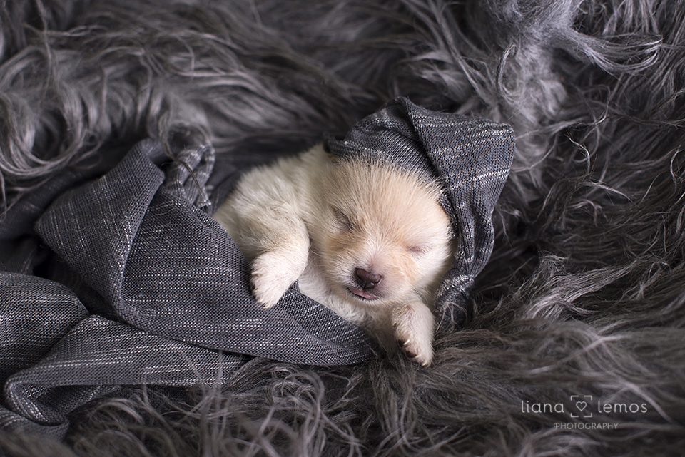 newborn-pets; ensaio-pets; fotografa-pet; fotografa-newborn; fotografa-rio-de-janeiro; lulu-da-pomerania; pomeranian; spitz-alemao