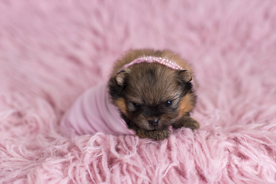 newborn-pets; ensaio-pets; fotografa-pet; fotografa-newborn; fotografa-rio-de-janeiro; lulu-da-pomerania; pomeranian; spitz-alemao