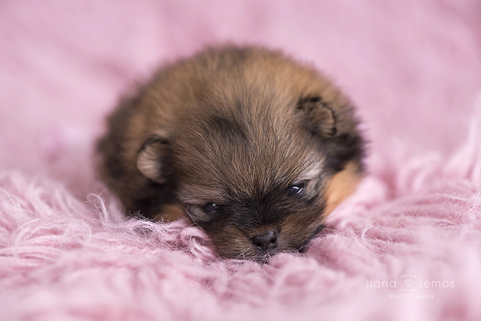 newborn-pets; ensaio-pets; fotografa-pet; fotografa-newborn; fotografa-rio-de-janeiro; lulu-da-pomerania; pomeranian; spitz-alemao