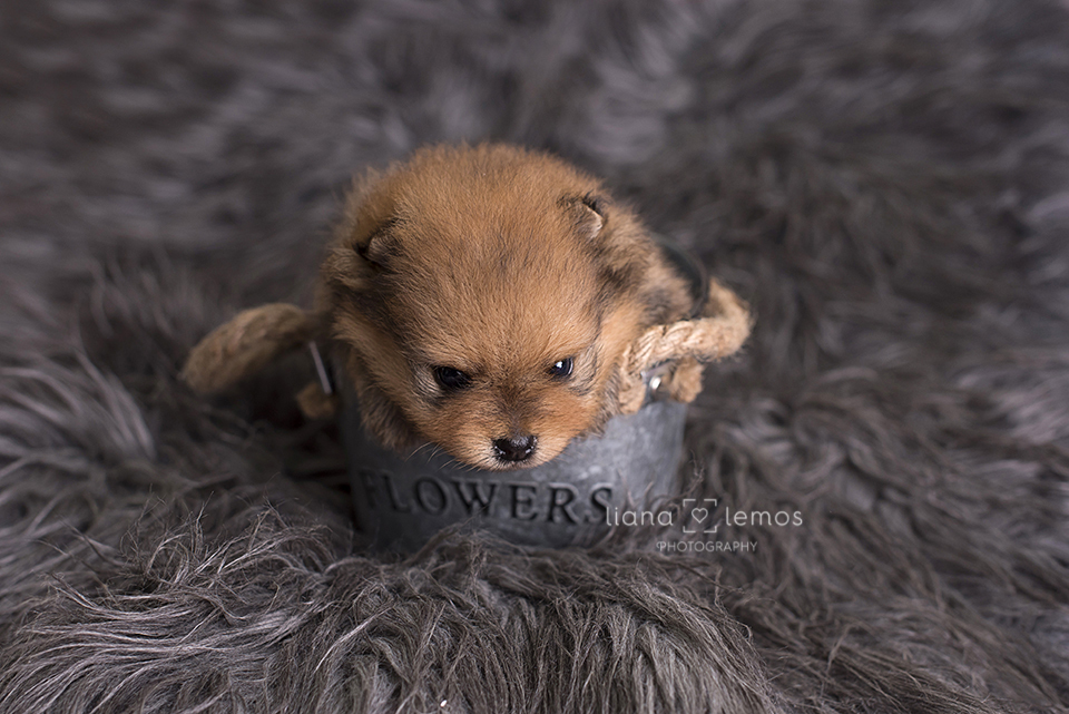 newborn-pets; ensaio-pets; fotografa-pet; fotografa-newborn; fotografa-rio-de-janeiro; lulu-da-pomerania; pomeranian; spitz-alemao