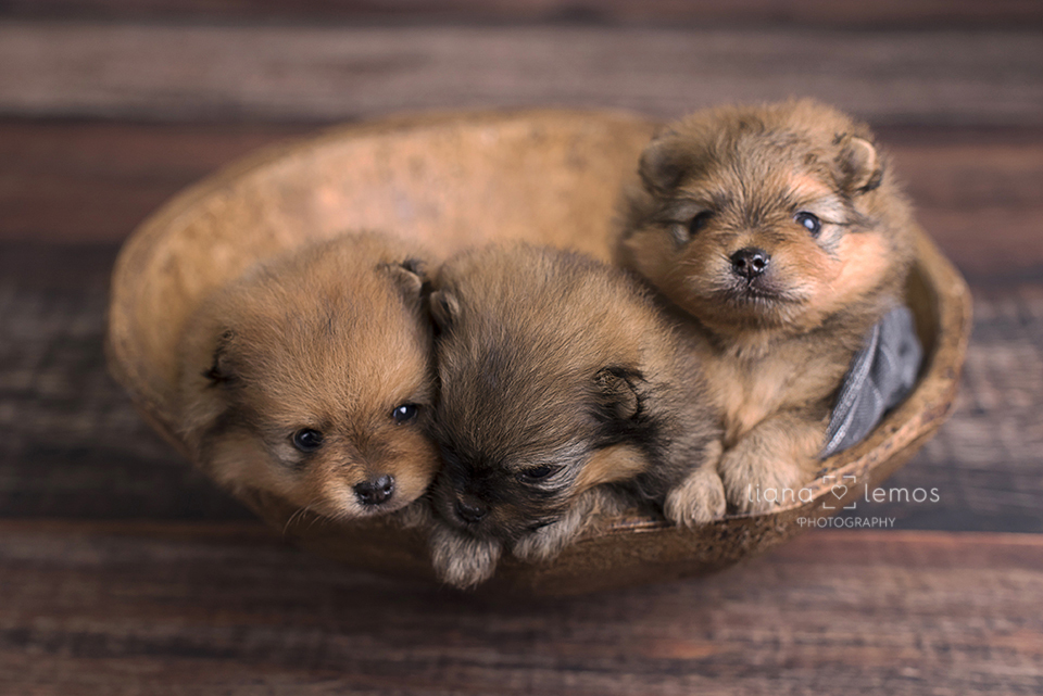 newborn-pets; ensaio-pets; fotografa-pet; fotografa-newborn; fotografa-rio-de-janeiro; lulu-da-pomerania; pomeranian; spitz-alemao