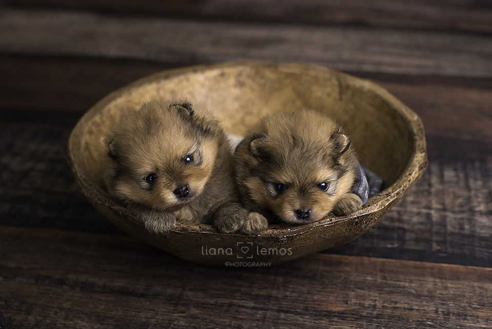 newborn-pets; ensaio-pets; fotografa-pet; fotografa-newborn; fotografa-rio-de-janeiro; lulu-da-pomerania; pomeranian; spitz-alemao