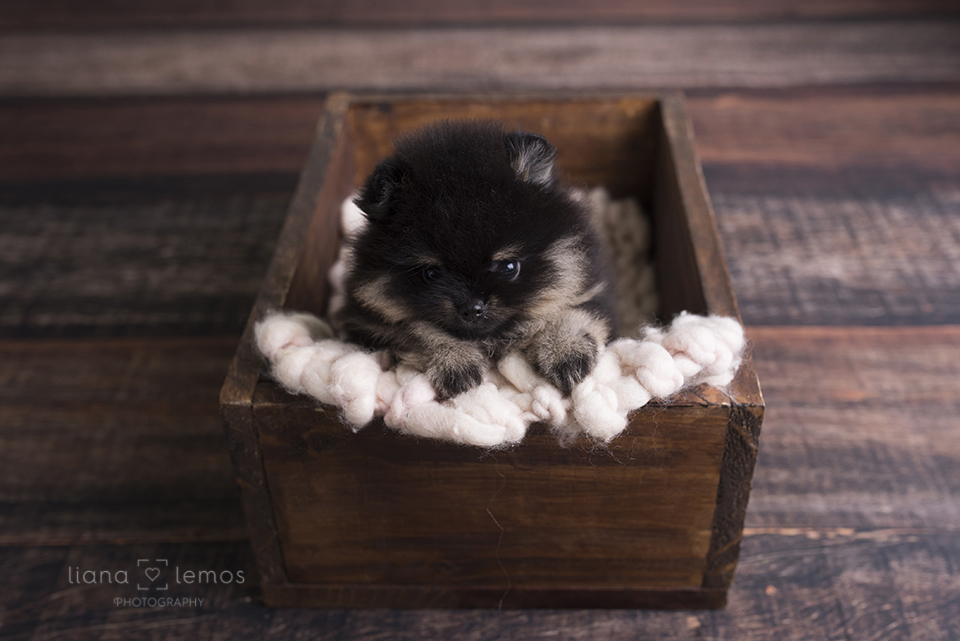 newborn-pets; ensaio-pets; fotografa-pet; fotografa-newborn; fotografa-rio-de-janeiro; lulu-da-pomerania; pomeranian; spitz-alemao