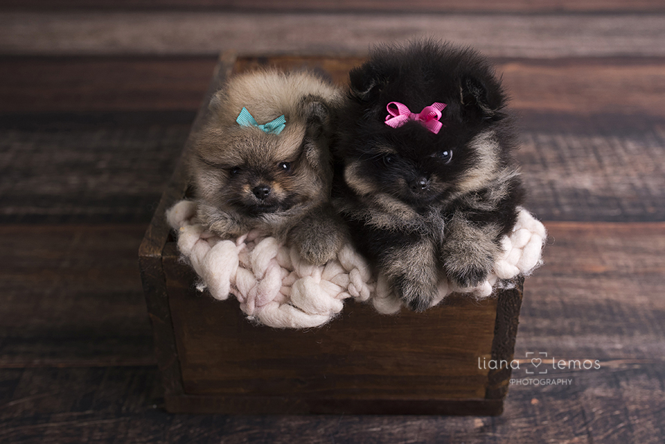 newborn-pets; ensaio-pets; fotografa-pet; fotografa-newborn; fotografa-rio-de-janeiro; lulu-da-pomerania; pomeranian; spitz-alemao