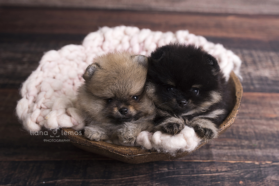 newborn-pets; ensaio-pets; fotografa-pet; fotografa-newborn; fotografa-rio-de-janeiro; lulu-da-pomerania; pomeranian; spitz-alemao