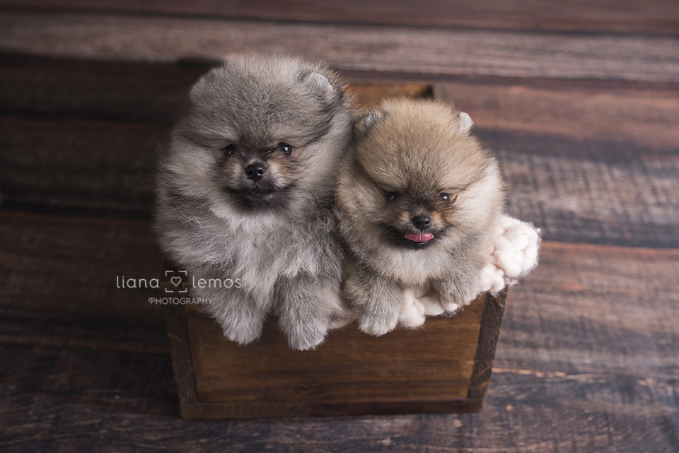 newborn-pets; ensaio-pets; fotografa-pet; fotografa-newborn; fotografa-rio-de-janeiro; lulu-da-pomerania; pomeranian; spitz-alemao