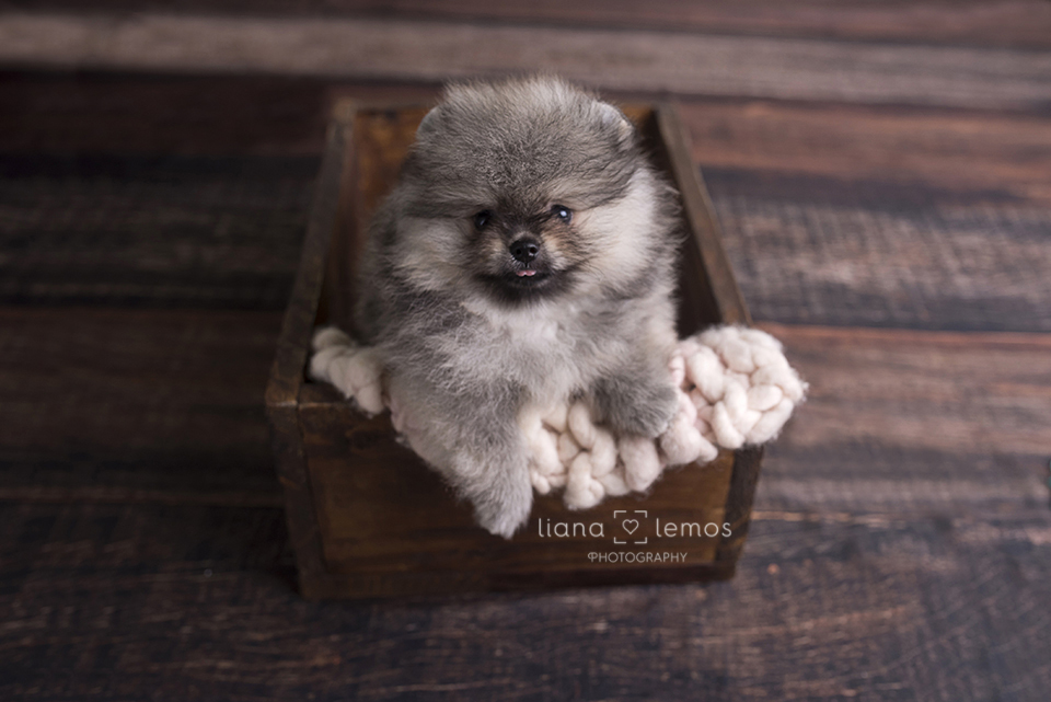 newborn-pets; ensaio-pets; fotografa-pet; fotografa-newborn; fotografa-rio-de-janeiro; lulu-da-pomerania; pomeranian; spitz-alemao