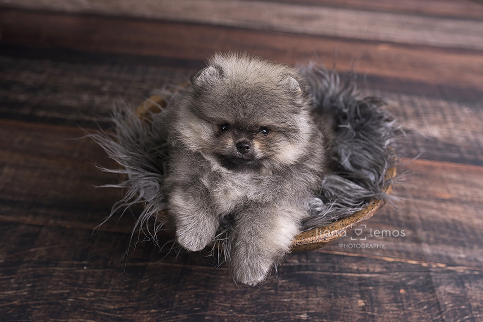 newborn-pets; ensaio-pets; fotografa-pet; fotografa-newborn; fotografa-rio-de-janeiro; lulu-da-pomerania; pomeranian; spitz-alemao