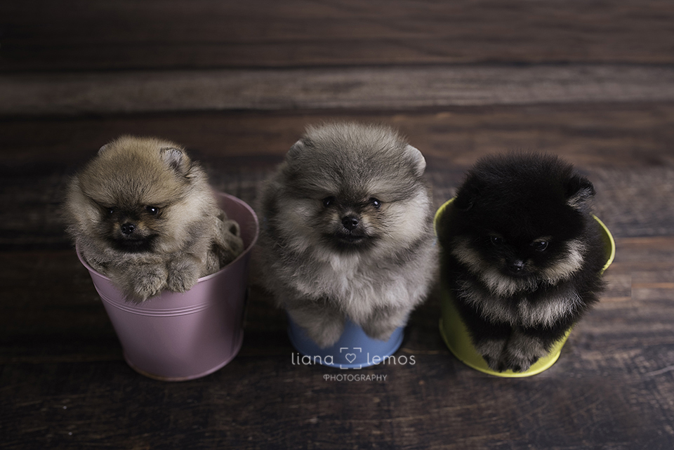 newborn-pets; ensaio-pets; fotografa-pet; fotografa-newborn; fotografa-rio-de-janeiro; lulu-da-pomerania; pomeranian; spitz-alemao