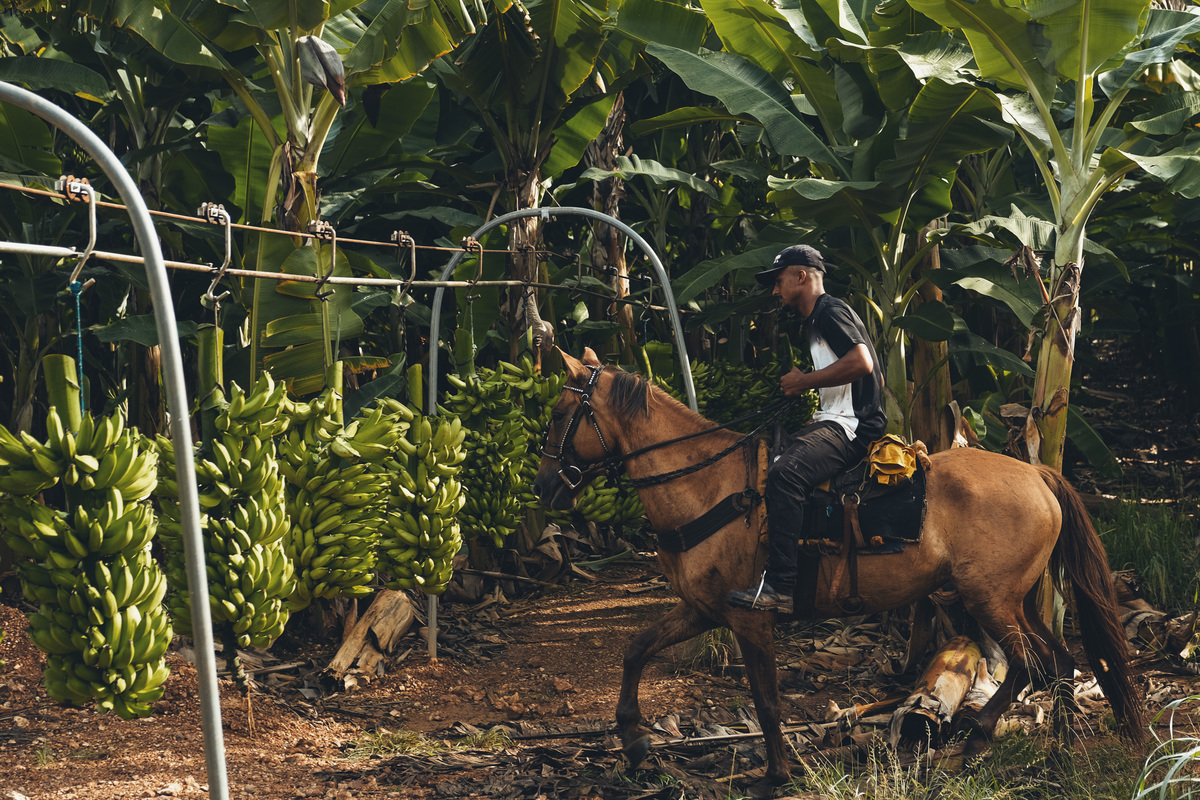 banana, bananal, produção, produtor, glauber, glauber matos, glauber matos fotografia, planta, senar, senar tocantins, cadeia produtiva, terra, trabalhador, brasileiro, publicidade, estudo de fotografia, palmas, tocantins