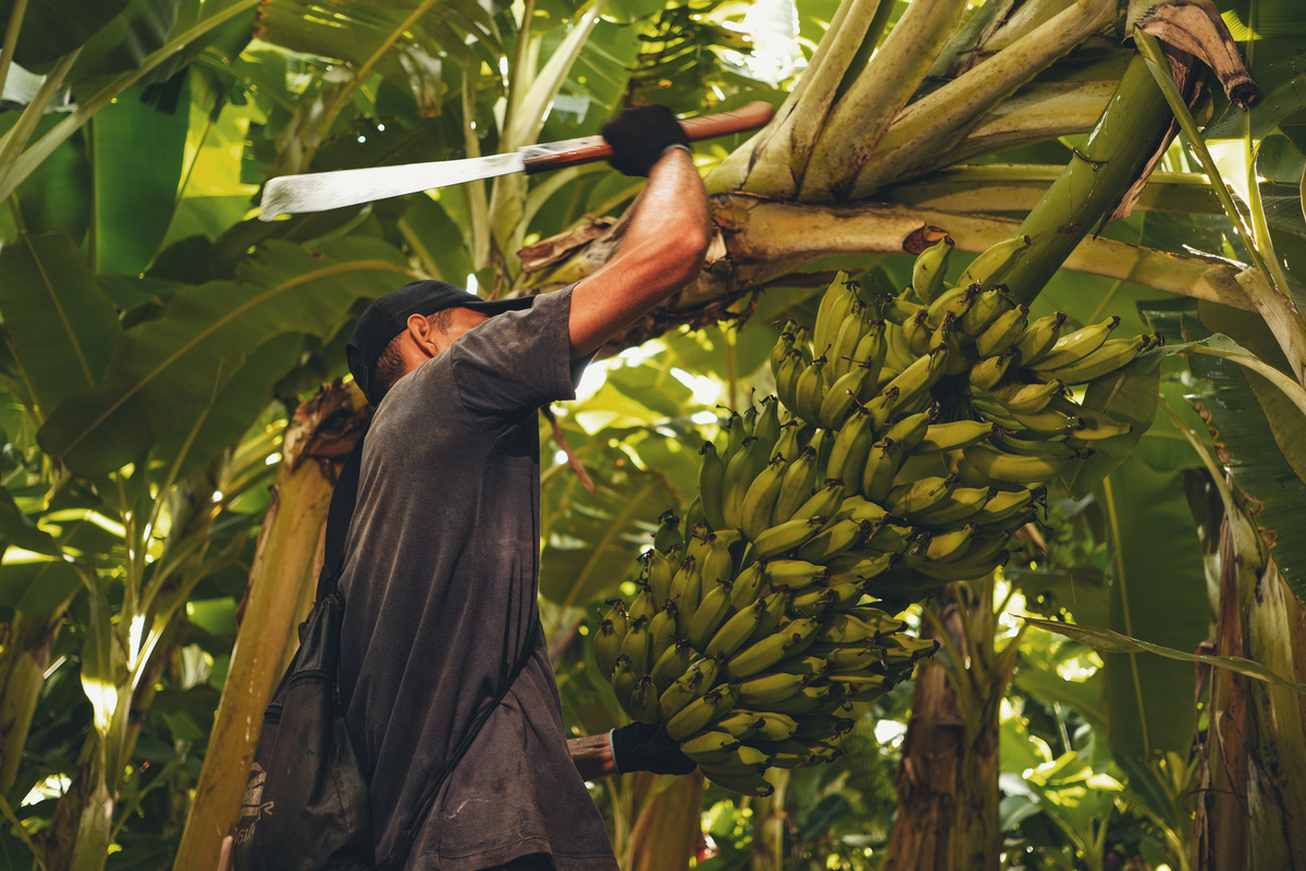 banana, bananal, produção, produtor, glauber, glauber matos, glauber matos fotografia, planta, senar, senar tocantins, cadeia produtiva, terra, trabalhador, brasileiro, publicidade, estudo de fotografia, palmas, tocantins