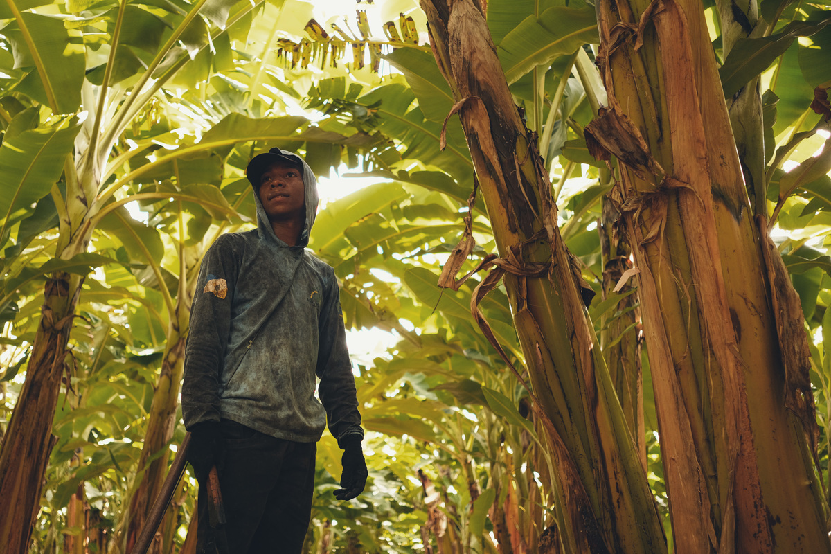 banana, bananal, produção, produtor, glauber, glauber matos, glauber matos fotografia, planta, senar, senar tocantins, cadeia produtiva, terra, trabalhador, brasileiro, publicidade, estudo de fotografia, palmas, tocantins