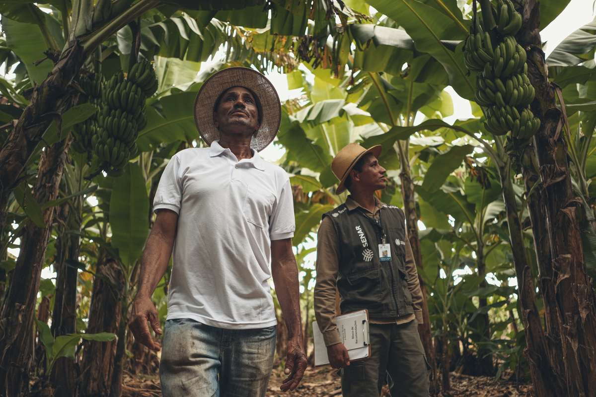 banana, bananal, produção, produtor, glauber, glauber matos, glauber matos fotografia, planta, senar, senar tocantins, cadeia produtiva, terra, trabalhador, brasileiro, publicidade, estudo de fotografia, palmas, tocantins