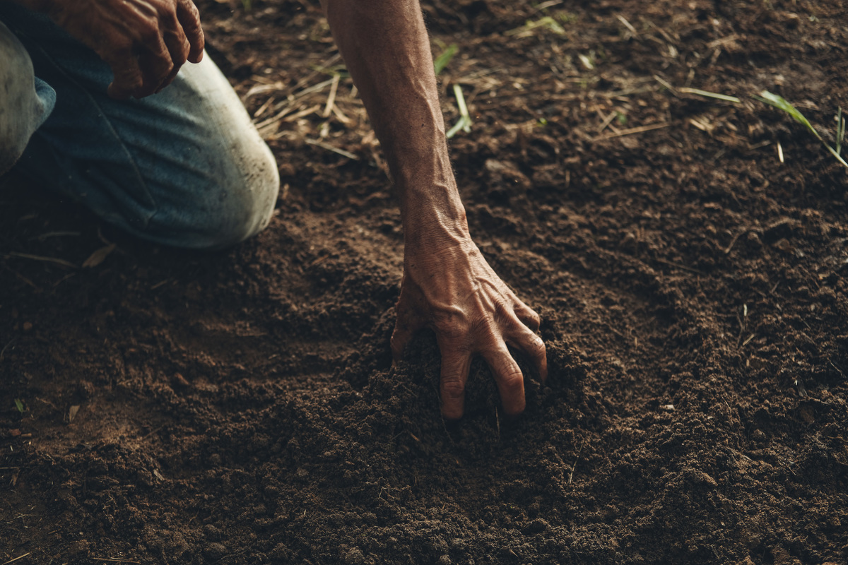 banana, bananal, produção, produtor, glauber, glauber matos, glauber matos fotografia, planta, senar, senar tocantins, cadeia produtiva, terra, trabalhador, brasileiro, publicidade, estudo de fotografia, palmas, tocantins