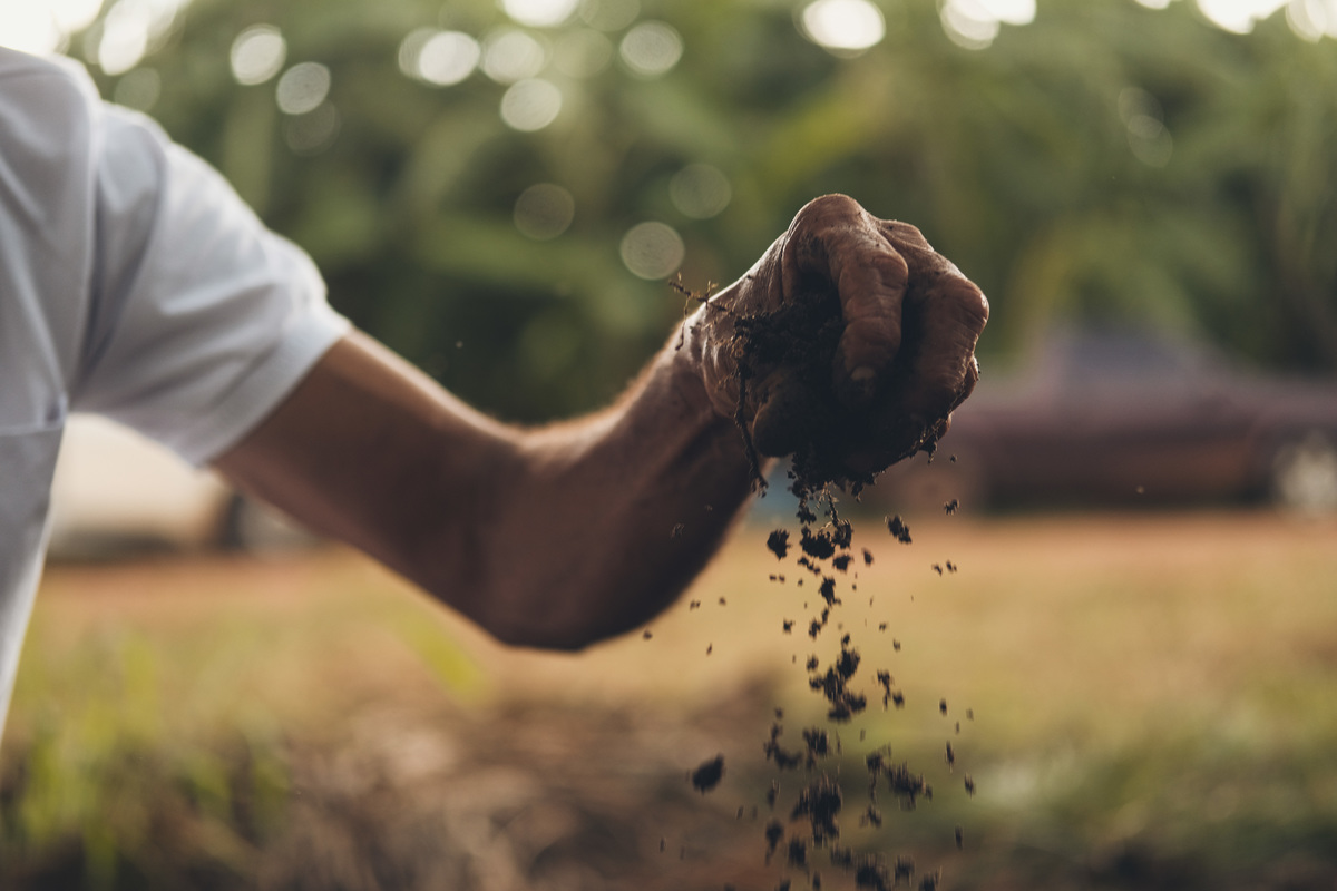banana, bananal, produção, produtor, glauber, glauber matos, glauber matos fotografia, planta, senar, senar tocantins, cadeia produtiva, terra, trabalhador, brasileiro, publicidade, estudo de fotografia, palmas, tocantins