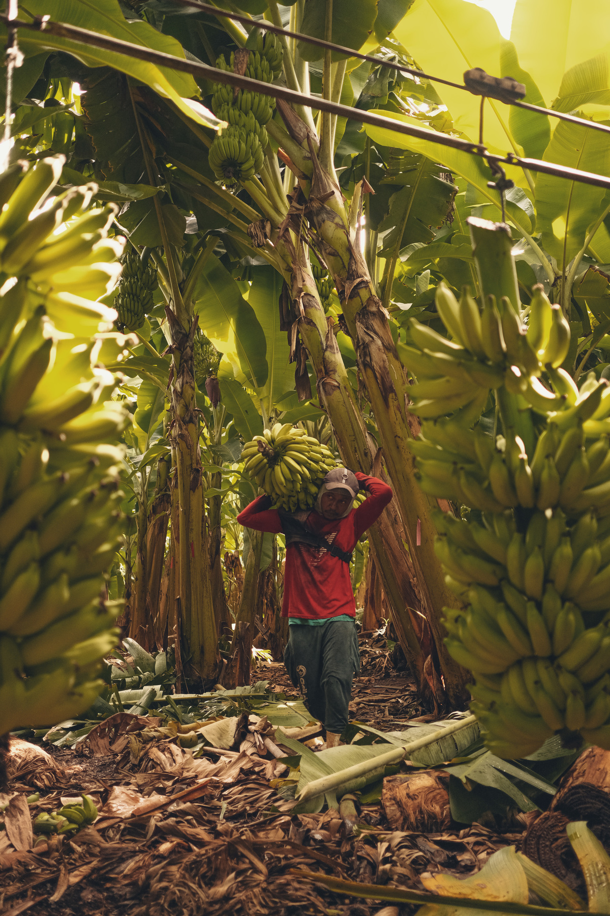 banana, bananal, produção, produtor, glauber, glauber matos, glauber matos fotografia, planta, senar, senar tocantins, cadeia produtiva, terra, trabalhador, brasileiro, publicidade, estudo de fotografia, palmas, tocantins