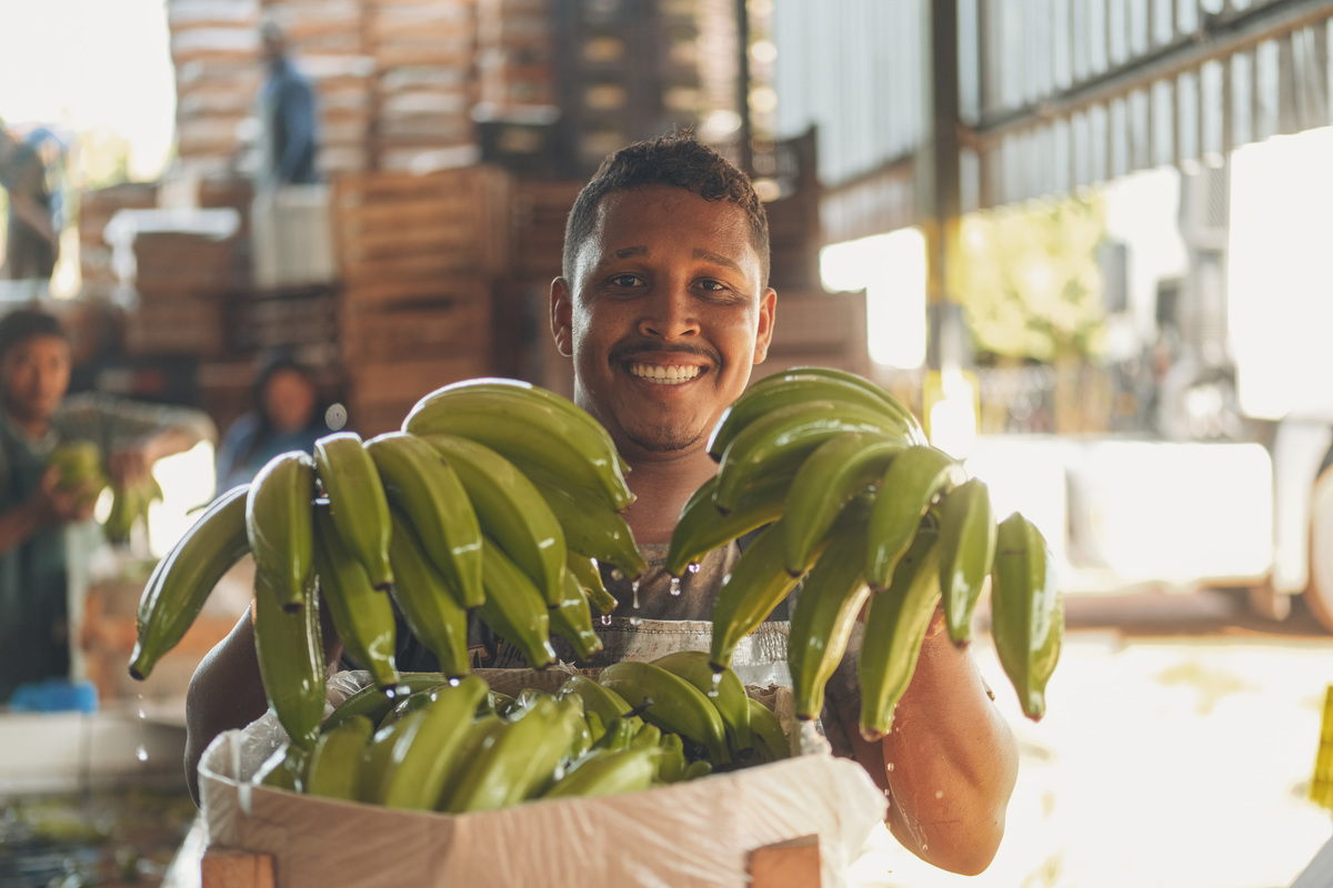 banana, bananal, produção, produtor, glauber, glauber matos, glauber matos fotografia, planta, senar, senar tocantins, cadeia produtiva, terra, trabalhador, brasileiro, publicidade, estudo de fotografia, palmas, tocantins