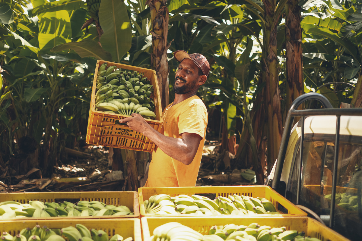 banana, bananal, produção, produtor, glauber, glauber matos, glauber matos fotografia, planta, senar, senar tocantins, cadeia produtiva, terra, trabalhador, brasileiro, publicidade, estudo de fotografia, palmas, tocantins