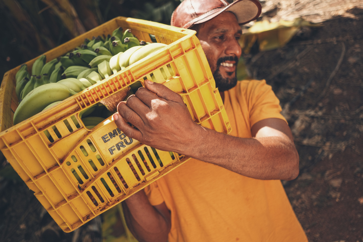 banana, bananal, produção, produtor, glauber, glauber matos, glauber matos fotografia, planta, senar, senar tocantins, cadeia produtiva, terra, trabalhador, brasileiro, publicidade, estudo de fotografia, palmas, tocantins