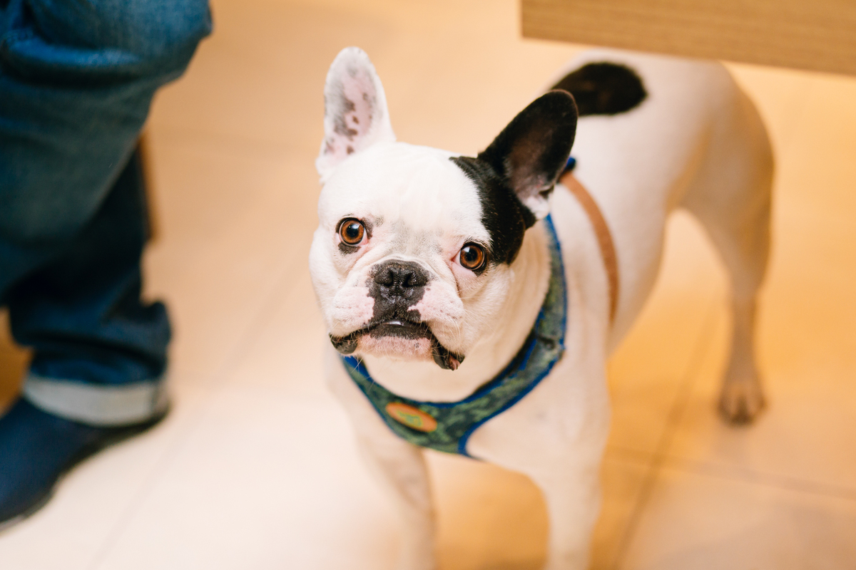 fotografia de batizado realizado na igreja dos capuchinhos no mercês em Curitiba. Fotografia de batizado em Curitiba. 
