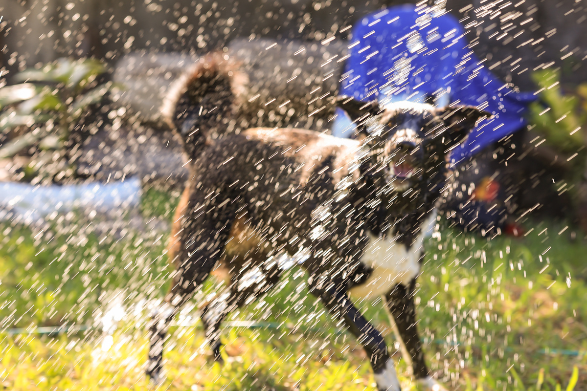 cachorro tomando banho no calor