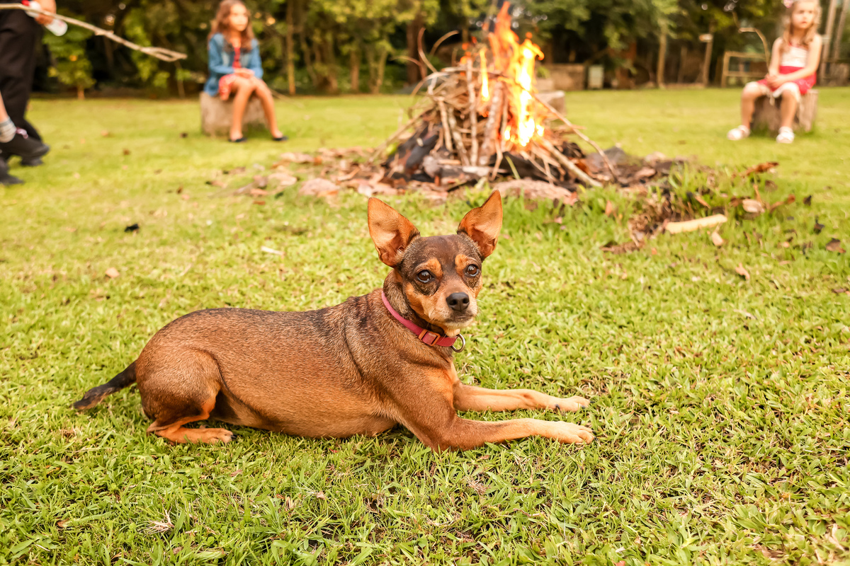 cachorro no sitio, fogueira no sitio, jardim do rancho