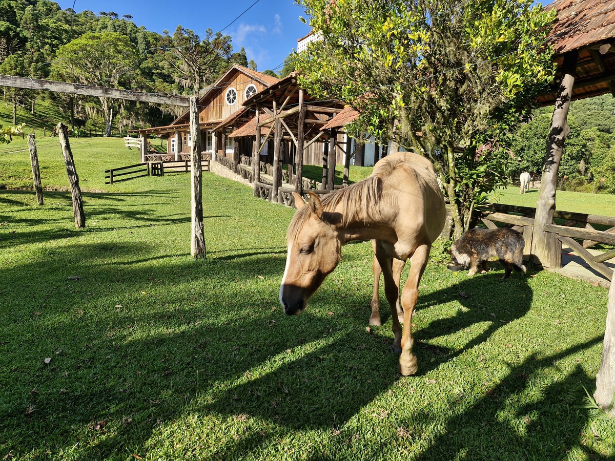 haras santa catarina, turismo rural sc, anitapolissc, haras anitapolis