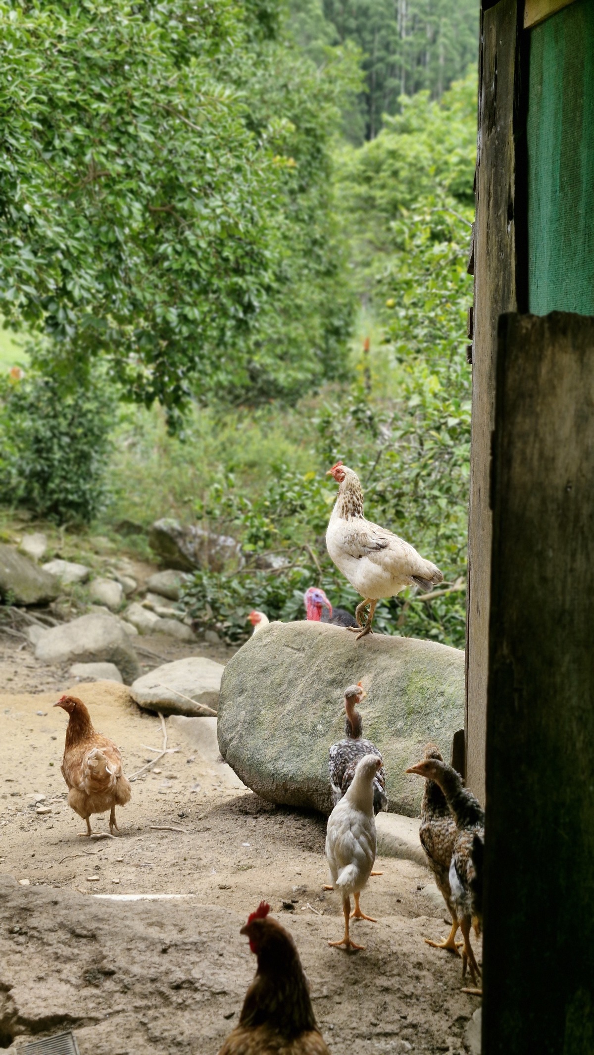 galinhas soltas, turismo rural em sc