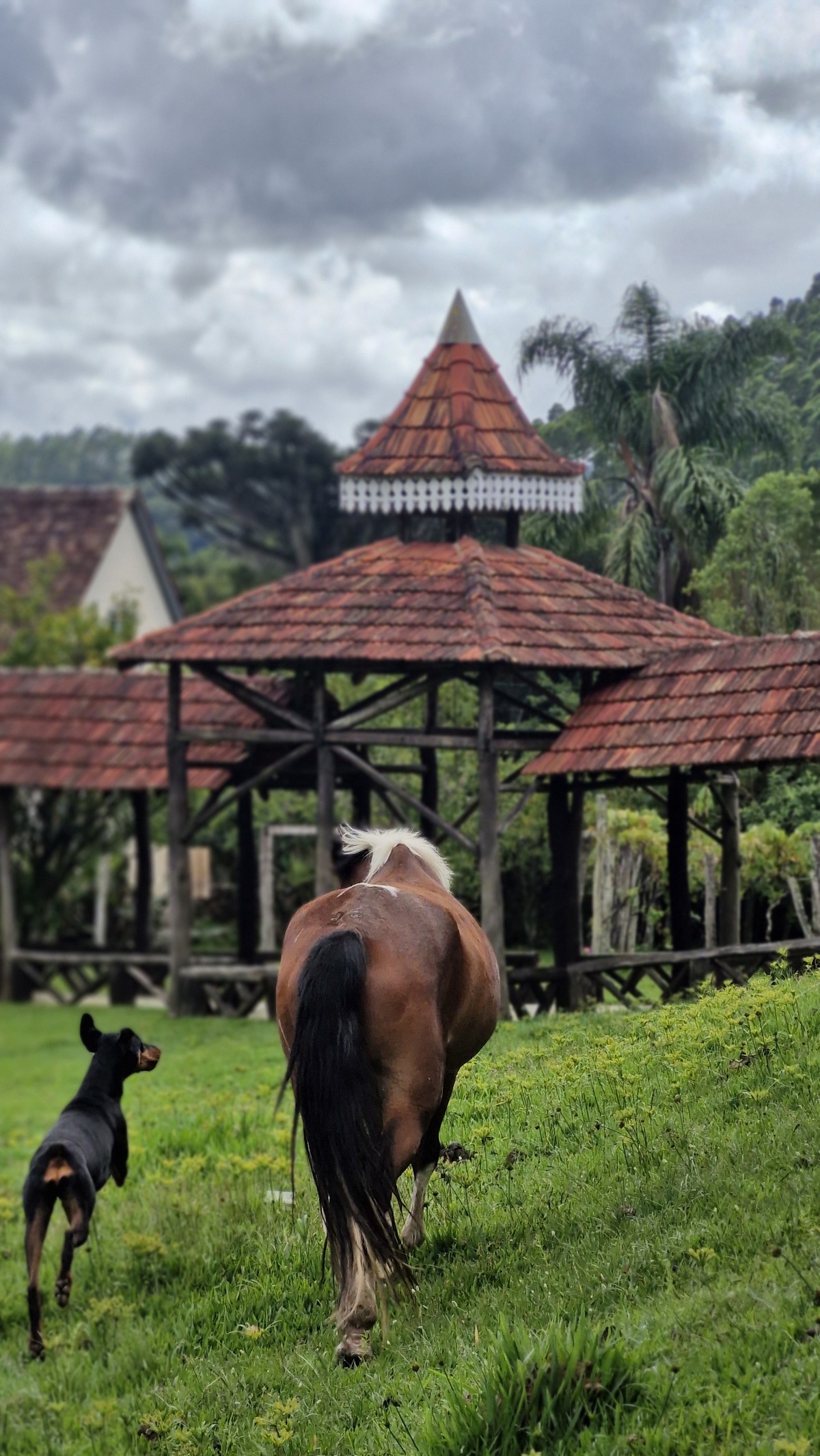 haras coração de ouro