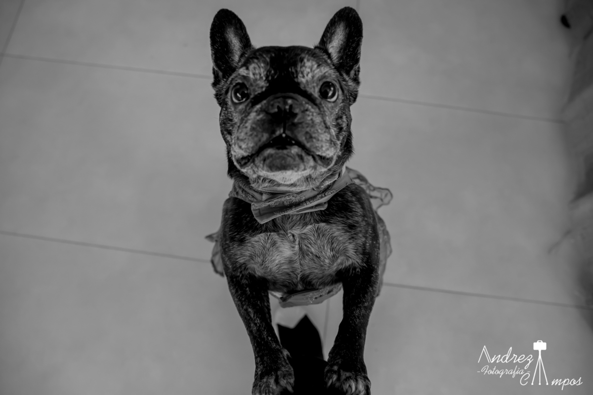 batizado florianopolis