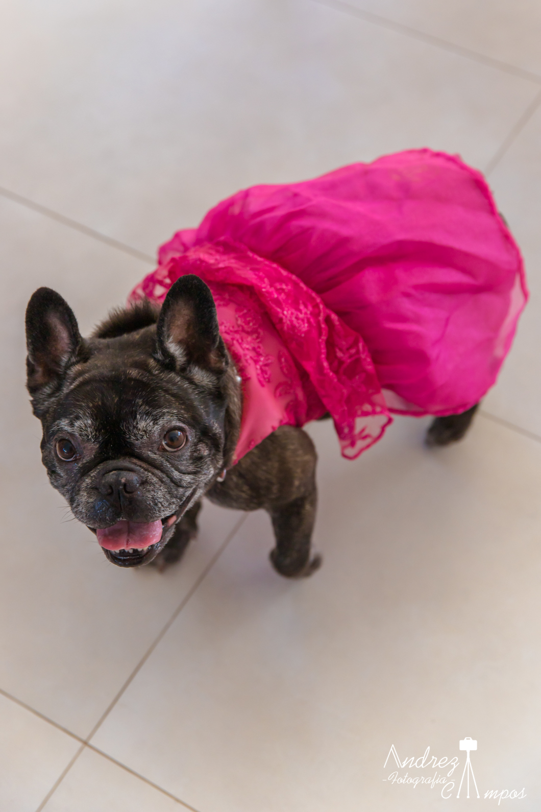 batizado florianopolis