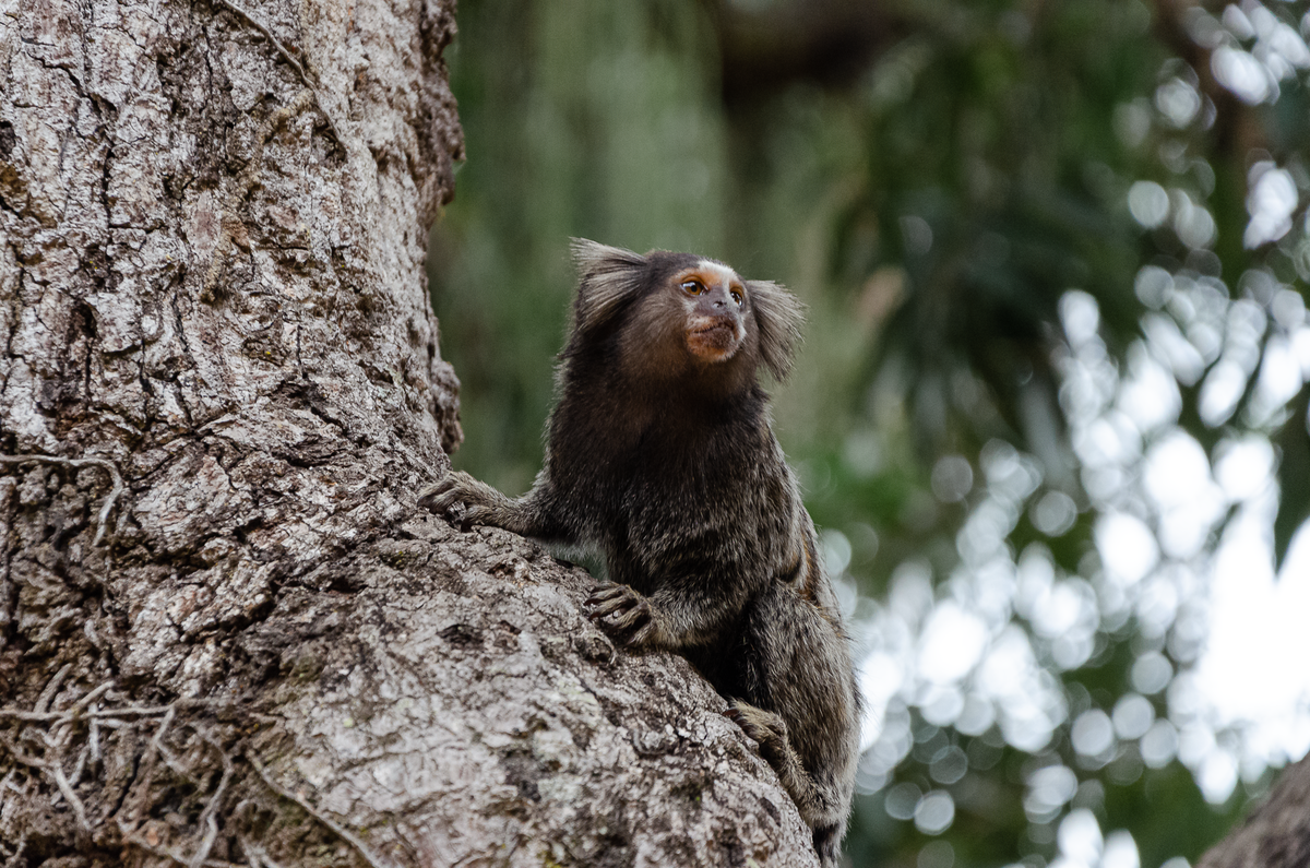 fotografia-festa-infantil-rj-tarsila-1-ano-jardim-encantado-ilha-do-governador-rj