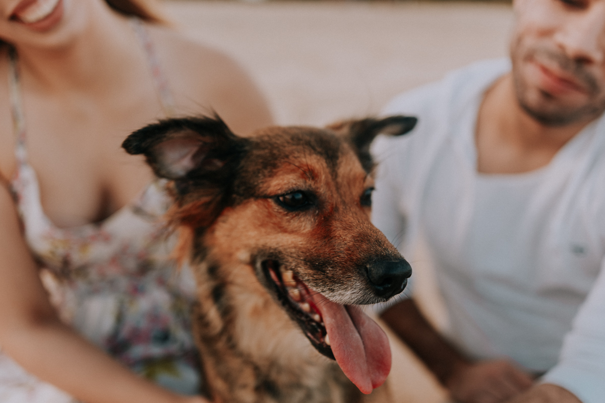 cachorro na praia