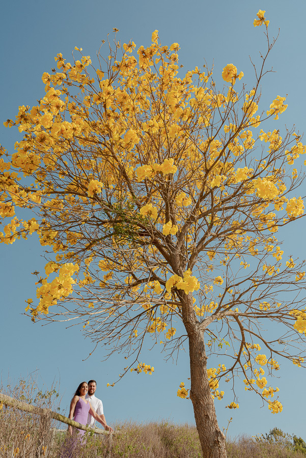 Matthaus e Rebeca sob o esplendor de um Ipê-amarelo no Lavandário de Cunha. Fotografia de ensaio pré-casamento que destaca o contraste das flores amarelas com o céu azul da serra. Um registro vibrante e cheio de vida para noivos que amam a natureza.