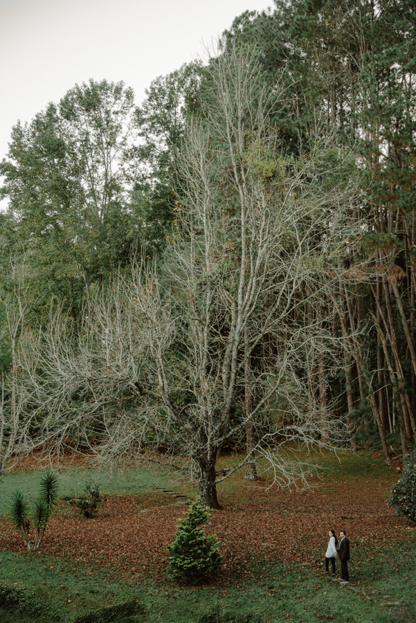 Ensaio pré-wedding cinematográfico em Campos do Jordão: André e Nathália em meio à natureza de outono. Foto em plano aberto destacando a árvore monumental e o tapete de folhas secas na Serra da Mantiqueira. Fotografia lifestyle com composição artística.