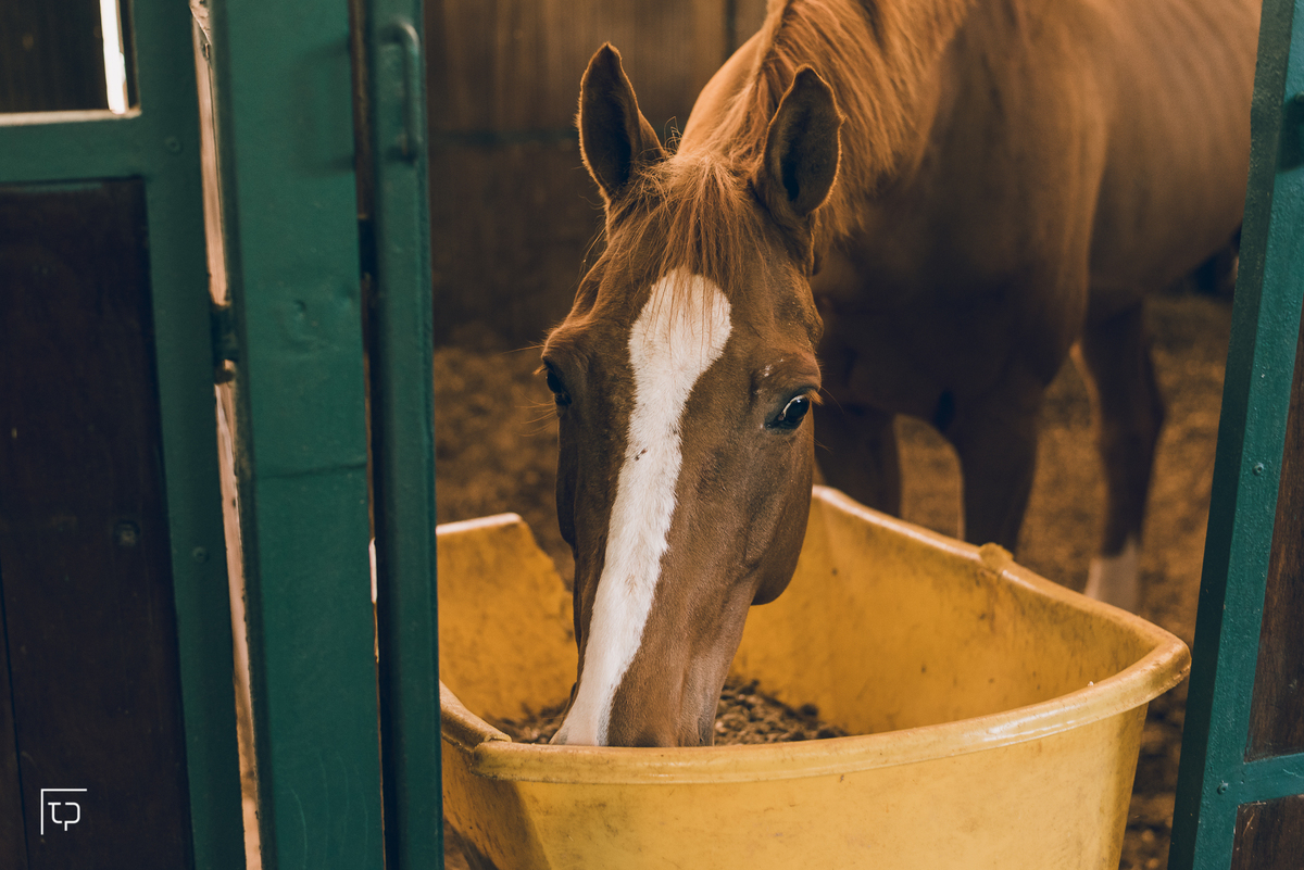 ensaio fotografico book debutante 15 anos no Centro Hipico Santista | cavalos estábulo montaria inspiracao ideias criatividade poses modelo | fotografo em Guaruja Ton Prans Fotografia